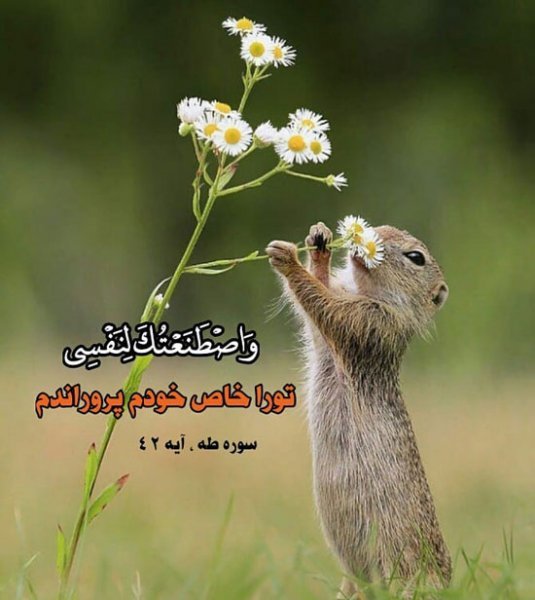  پروفایل قرآنی آرامش