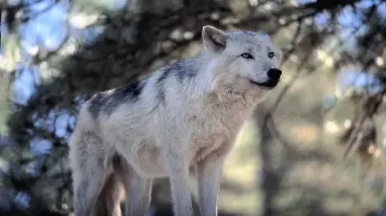  عکس گرگ جذاب در برف