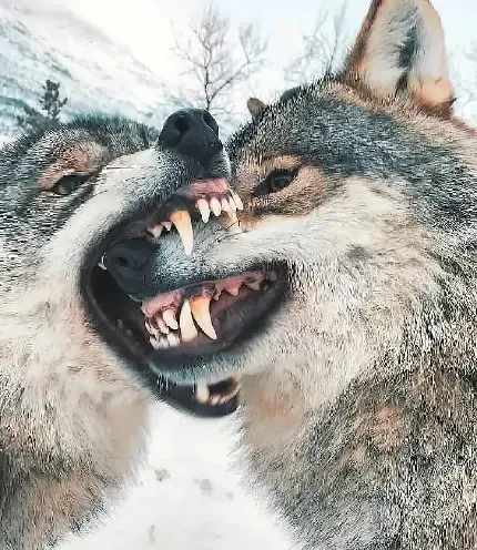  عکس تصویر زمینه گوشی گرگ