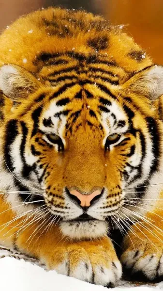  بک گراند خاکستری برای گوشی آیفون