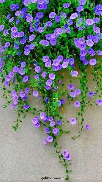 عکس منظره گل برای پروفایل