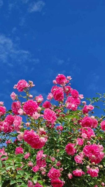  عکس منظره گل برای پروفایل