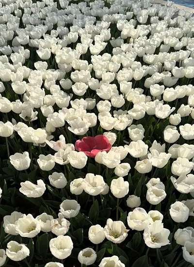  عکس گل رز سفید با کیفیت بالا