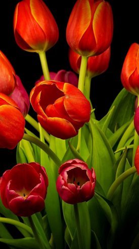  عکس پس زمینه گل و طبیعت