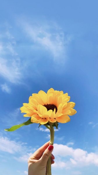  عکس گل برای پس زمینه