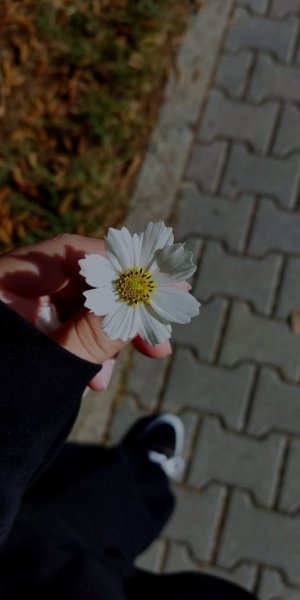  عکس گل برای پس زمینه