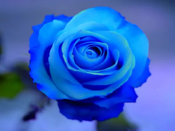 عکس گل آبی خاص و مینیمال