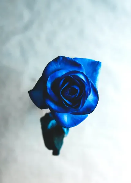  عکس گل آبی خاص و مینیمال