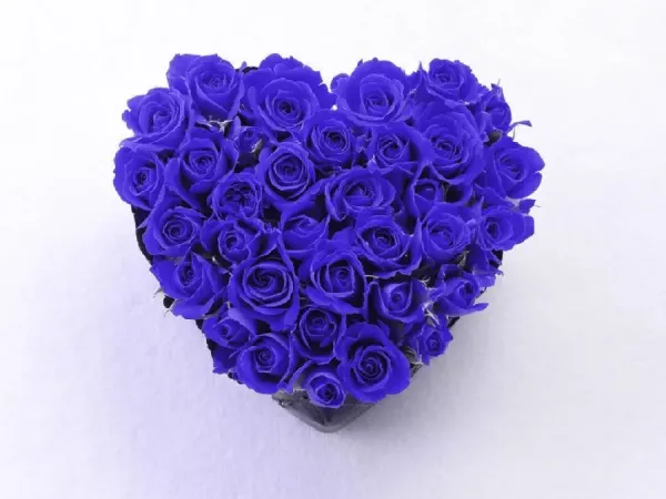  عکس گل آبی خاص و مینیمال