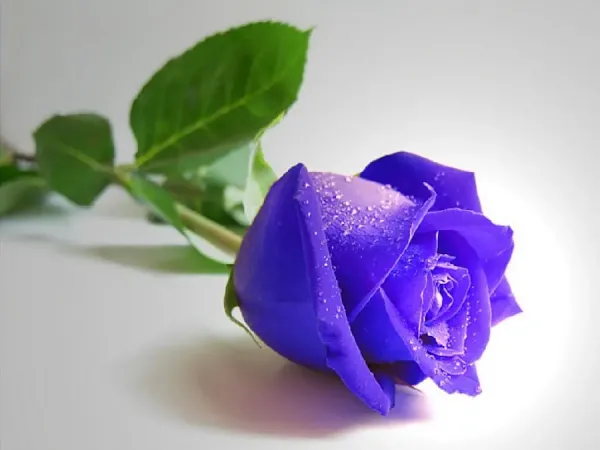  عکس گل آبی خاص و مینیمال