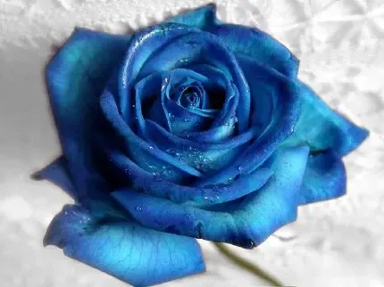  عکس گل رز آبی برای پروفایل