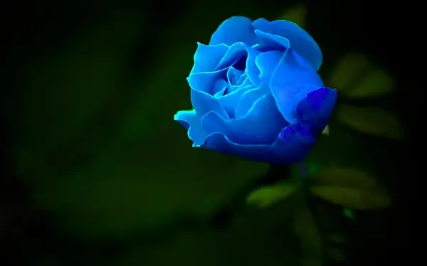 عکس گل آبی برای پروفایل