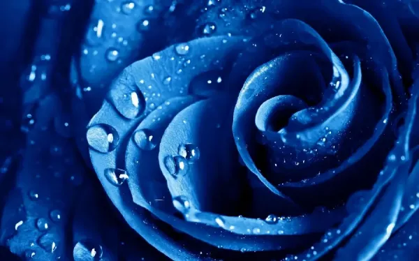  عکس گل آبی برای پروفایل