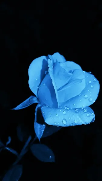  عکس گل آبی برای پروفایل