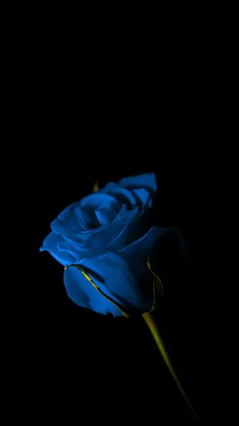 عکس گل آبی برای پروفایل