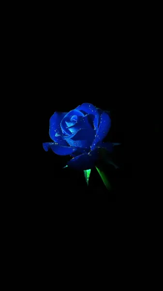  عکس گل آبی برای پروفایل