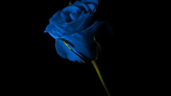  عکس گل آبی برای پروفایل