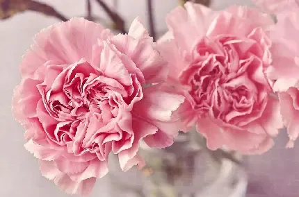  عکس گل داوودی برای پروفایل با کیفیت بالا