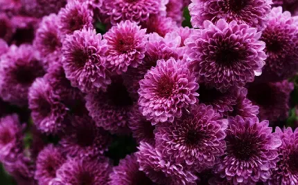  عکس گل داوودی برای پروفایل با کیفیت بالا