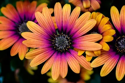  عکس گل داوودی برای پروفایل با کیفیت بالا