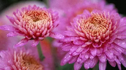  عکس گل داوودی بنفش