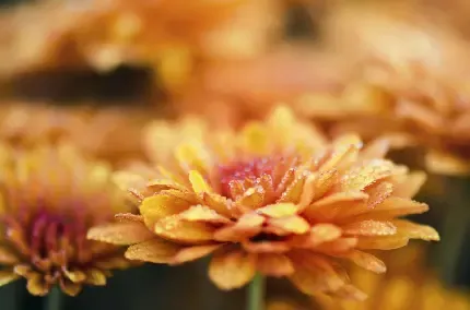  عکس گل داوودی بنفش