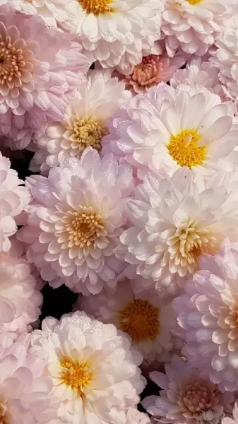  عکس گل داوودی بنفش