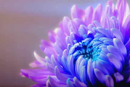  عکس گل داوودی بنفش