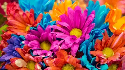  عکس گل داوودی بنفش
