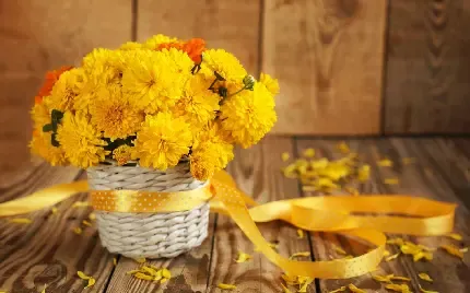  عکس گل داوودی بنفش