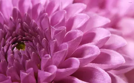  عکس گل داوودی قرمز