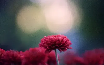  عکس گل داوودی قرمز