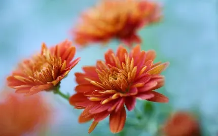  عکس گل داوودی قرمز