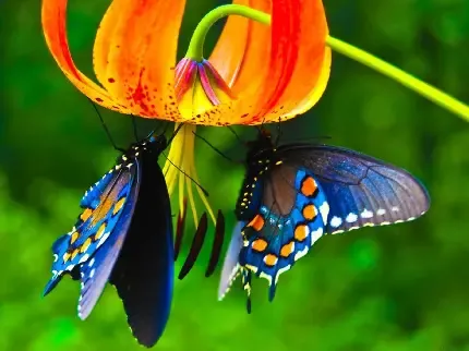  عکس گل و پروانه زیبا برای پروفایل دخترونه
