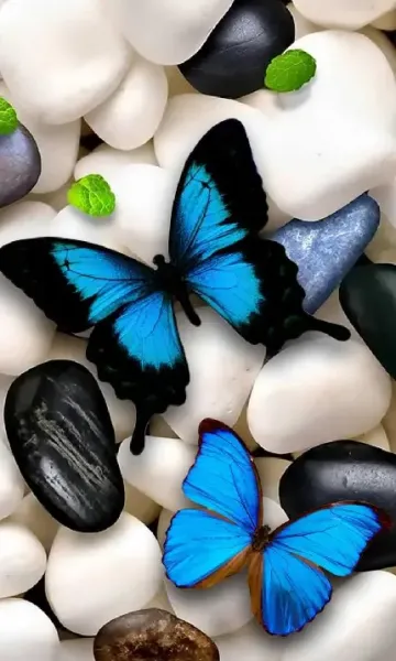  عکس گل و پروانه زیبا برای پروفایل دخترونه
