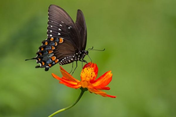  عکس پروانه برای پروفایل