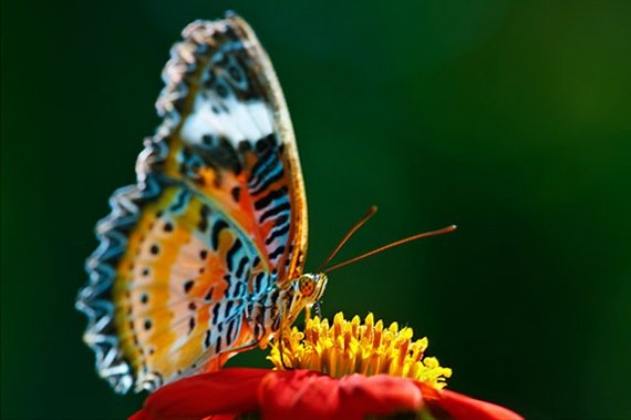  عکس پروانه برای پروفایل