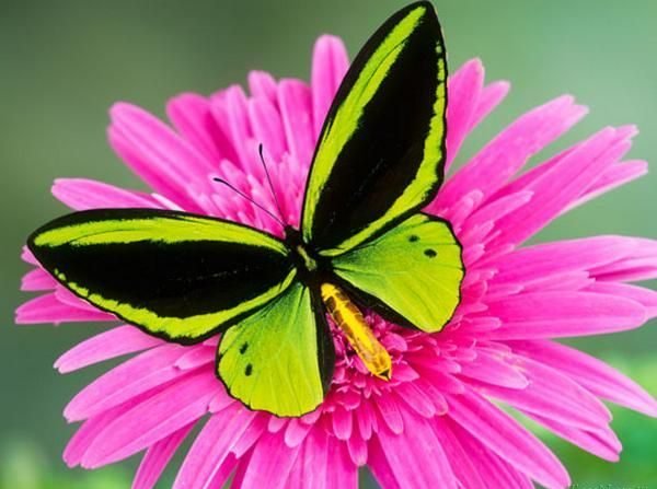  عکس زیباترین پروانه ها