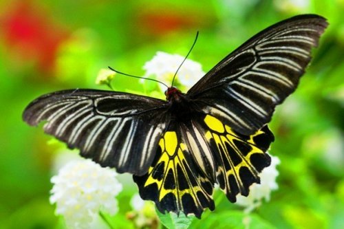  عکس زیباترین پروانه ها