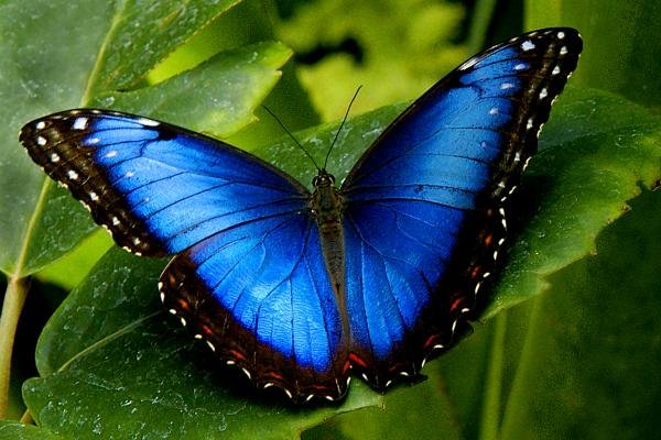  عکس زیباترین پروانه ها