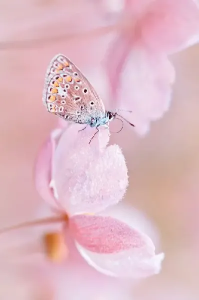  عکس پروانه های فانتزی