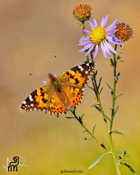  عکس گل و پروانه برای پروفایل واتساپ