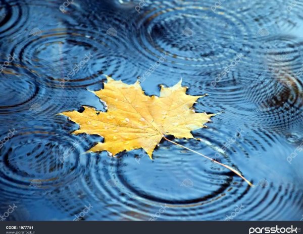  تصویر زمینه برگ پاییزی بر روی آب