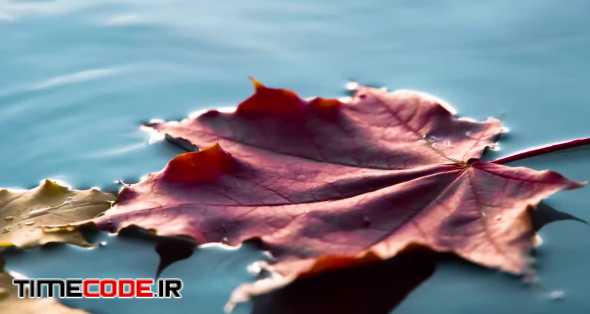  تصویر زمینه برگ پاییزی بر روی آب