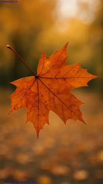 عکس پس زمینه رنگی رنگی برای گوشی دخترانه