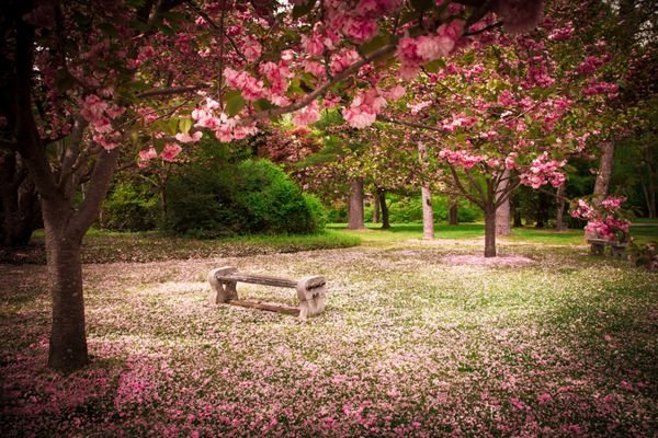 تصویر زمینه نیمکت عاشقانه در پارک