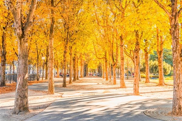 تصویر زمینه نیمکت عاشقانه در پارک