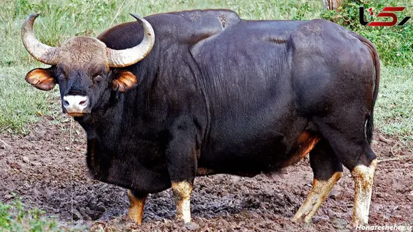  عکس گاو وحشی شاخ دار