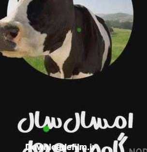 عکس گاو برای پروفایل