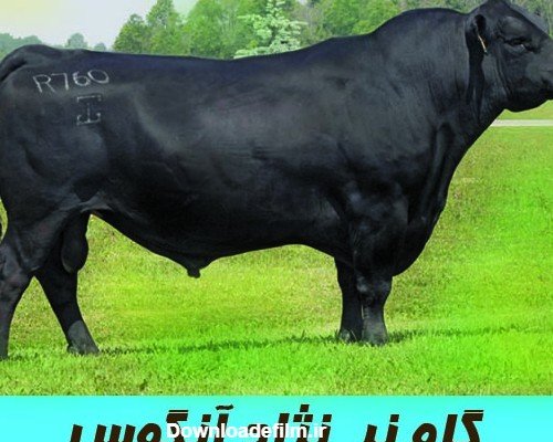 عکس گاو برای پروفایل